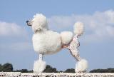 GRAND CANICHE